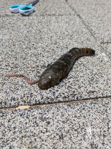 マハゼの釣果