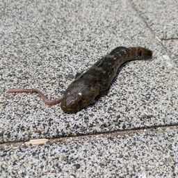 マハゼ