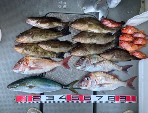 マダイの釣果