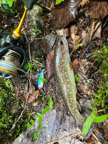 イワナの釣果