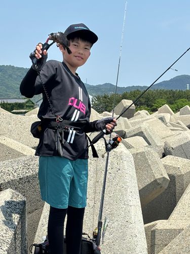 クロソイの釣果