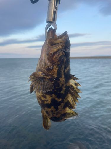 タケノコメバルの釣果