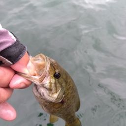 スモールマウスバス