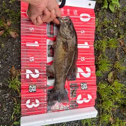 スモールマウスバス