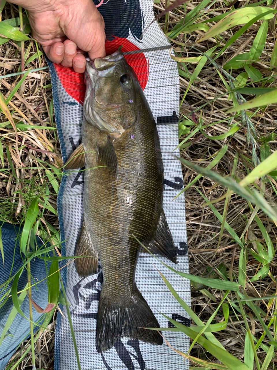 スモールマウスバス