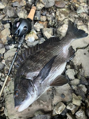 クロダイの釣果