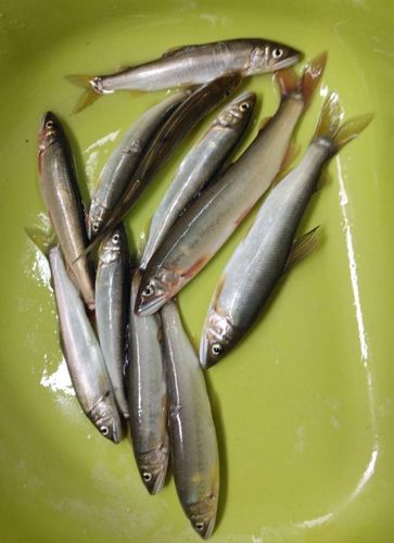 アユの釣果