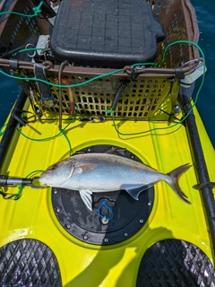 ショゴの釣果
