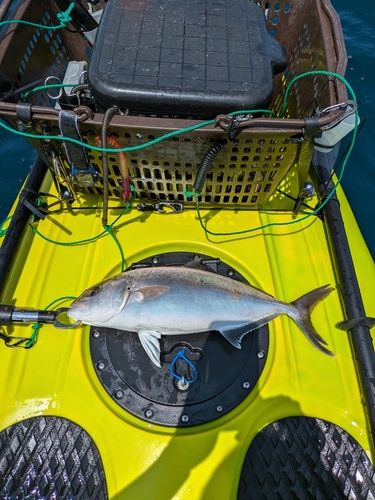 ショゴの釣果