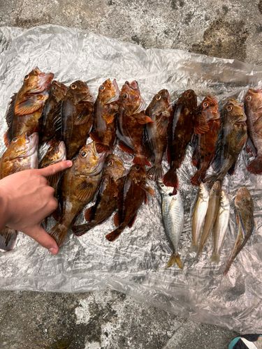 イソカサゴの釣果