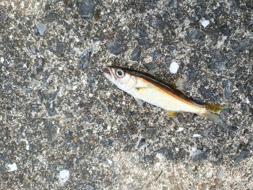 ムツの釣果