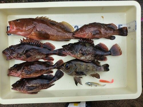 キジハタの釣果