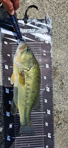 ブラックバスの釣果