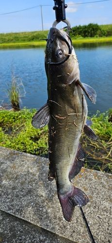 アメリカンキャットフィッシュの釣果