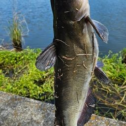 アメリカンキャットフィッシュ