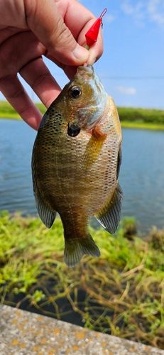 ブルーギルの釣果