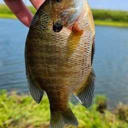 ブルーギル