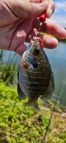 ブルーギルの釣果