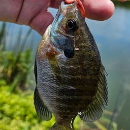 ブルーギル