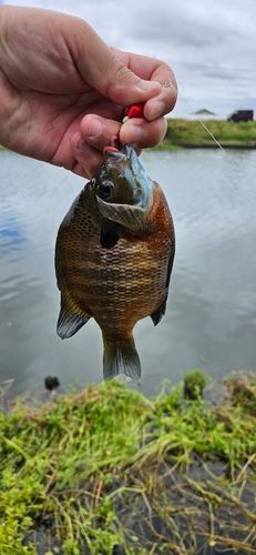 ブルーギルの釣果