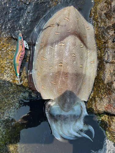 モンゴウイカの釣果