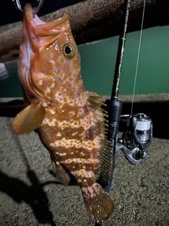 キジハタの釣果