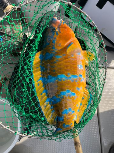 ヒブダイの釣果