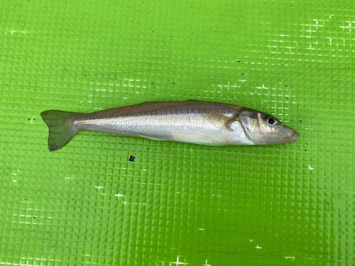シロギスの釣果