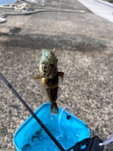アナハゼ