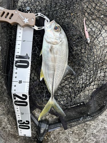 ギンガメアジの釣果