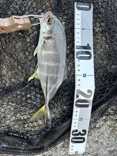 ギンガメアジの釣果