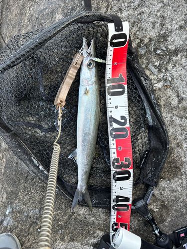 カマスの釣果