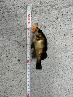 メバルの釣果