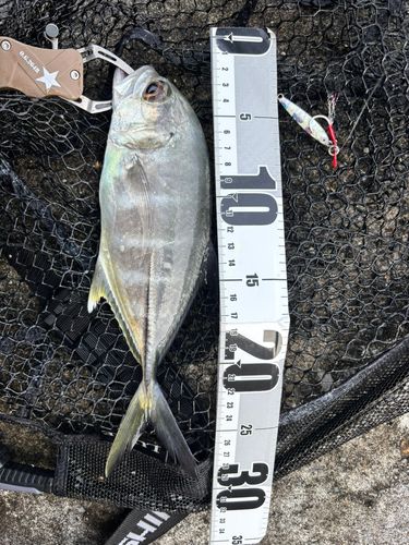 ギンガメアジの釣果