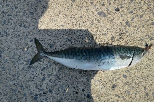 サバの釣果