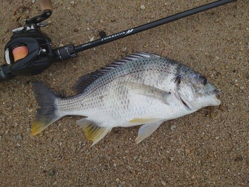 キビレの釣果