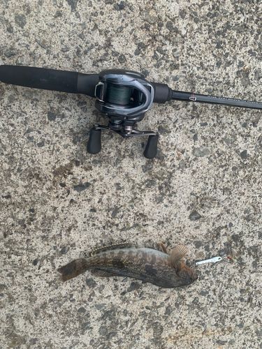 アイナメの釣果