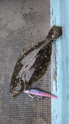 ソゲの釣果