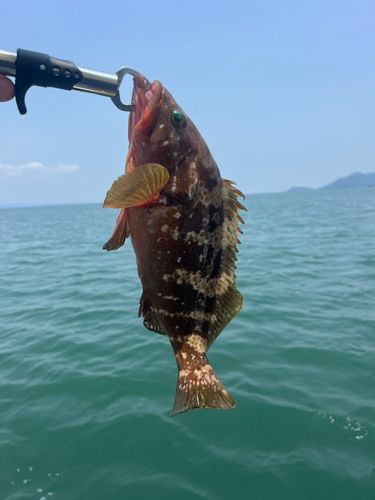 アコウの釣果