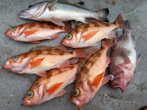 ウスメバルの釣果