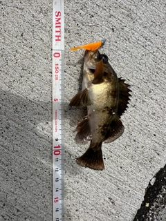 メバルの釣果