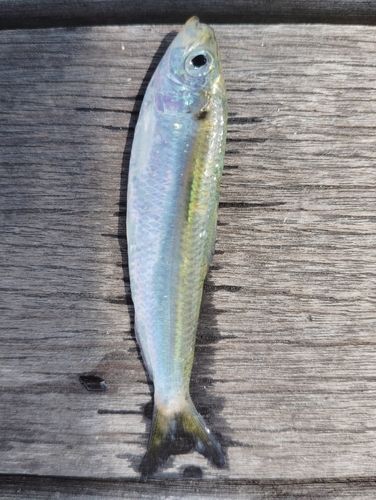 サッパの釣果