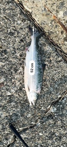 アメマスの釣果