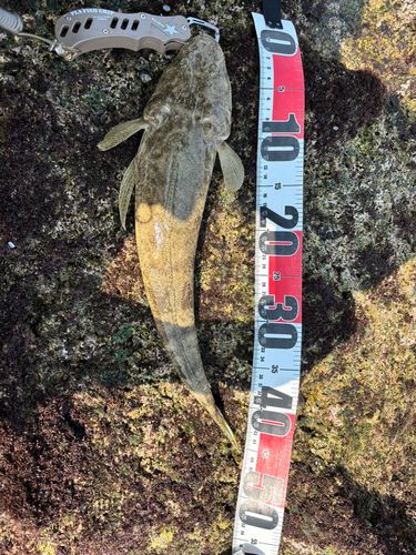 ミナミマゴチの釣果