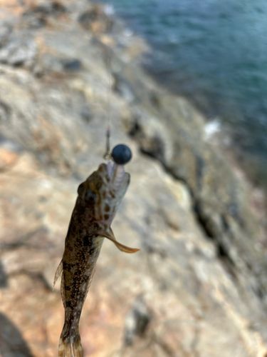 アナハゼの釣果