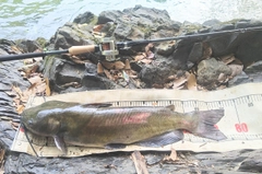 アメリカナマズの釣果