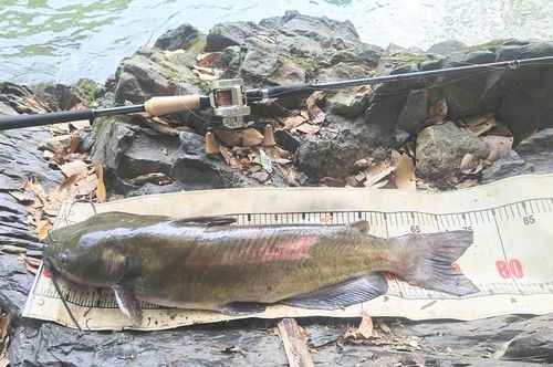 アメリカナマズ