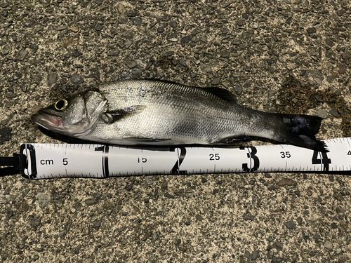 セイゴ（ヒラスズキ）の釣果