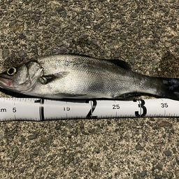 セイゴ（ヒラスズキ）