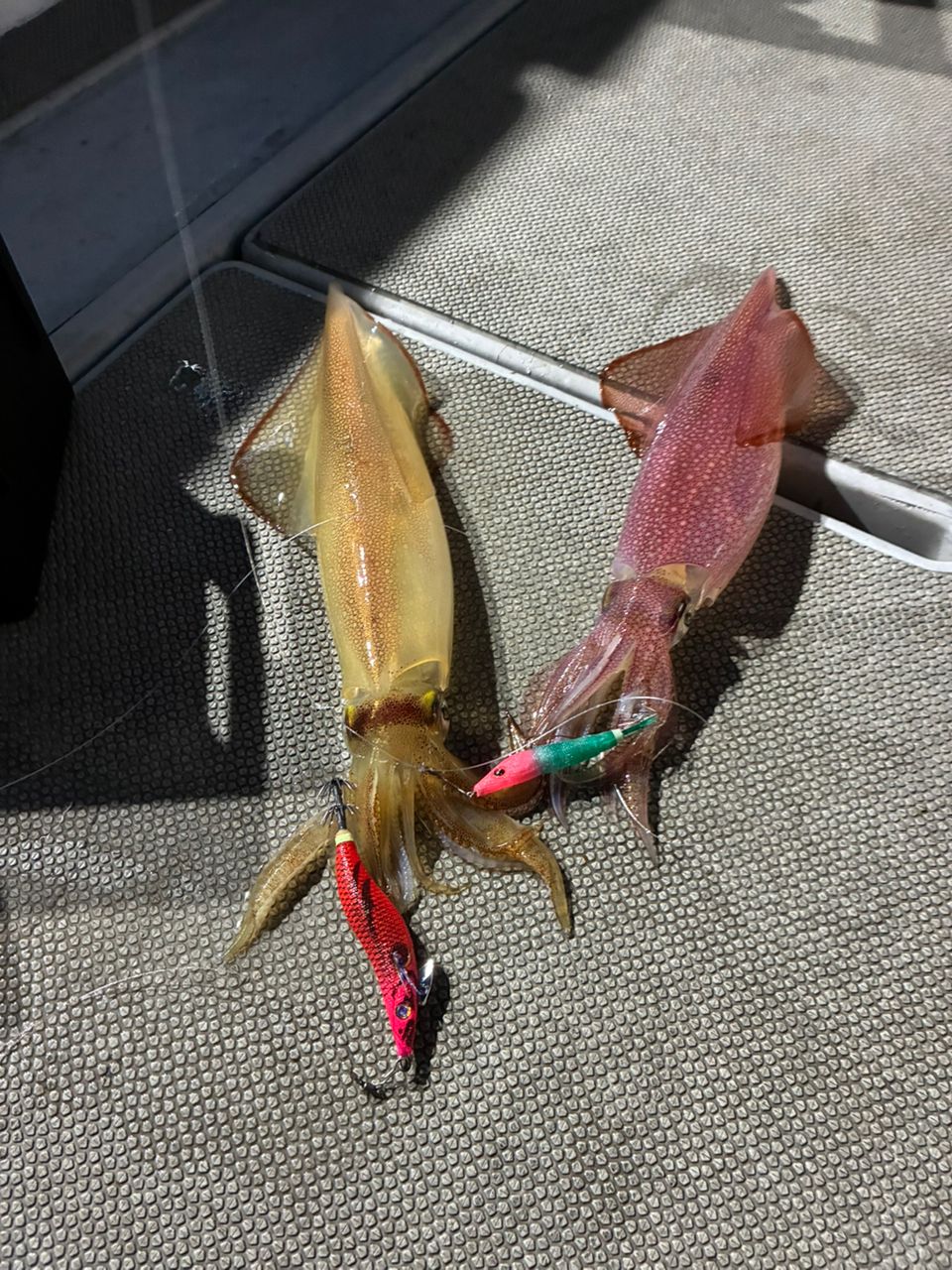 JOY Fischer  海里さんの釣果 1枚目の画像